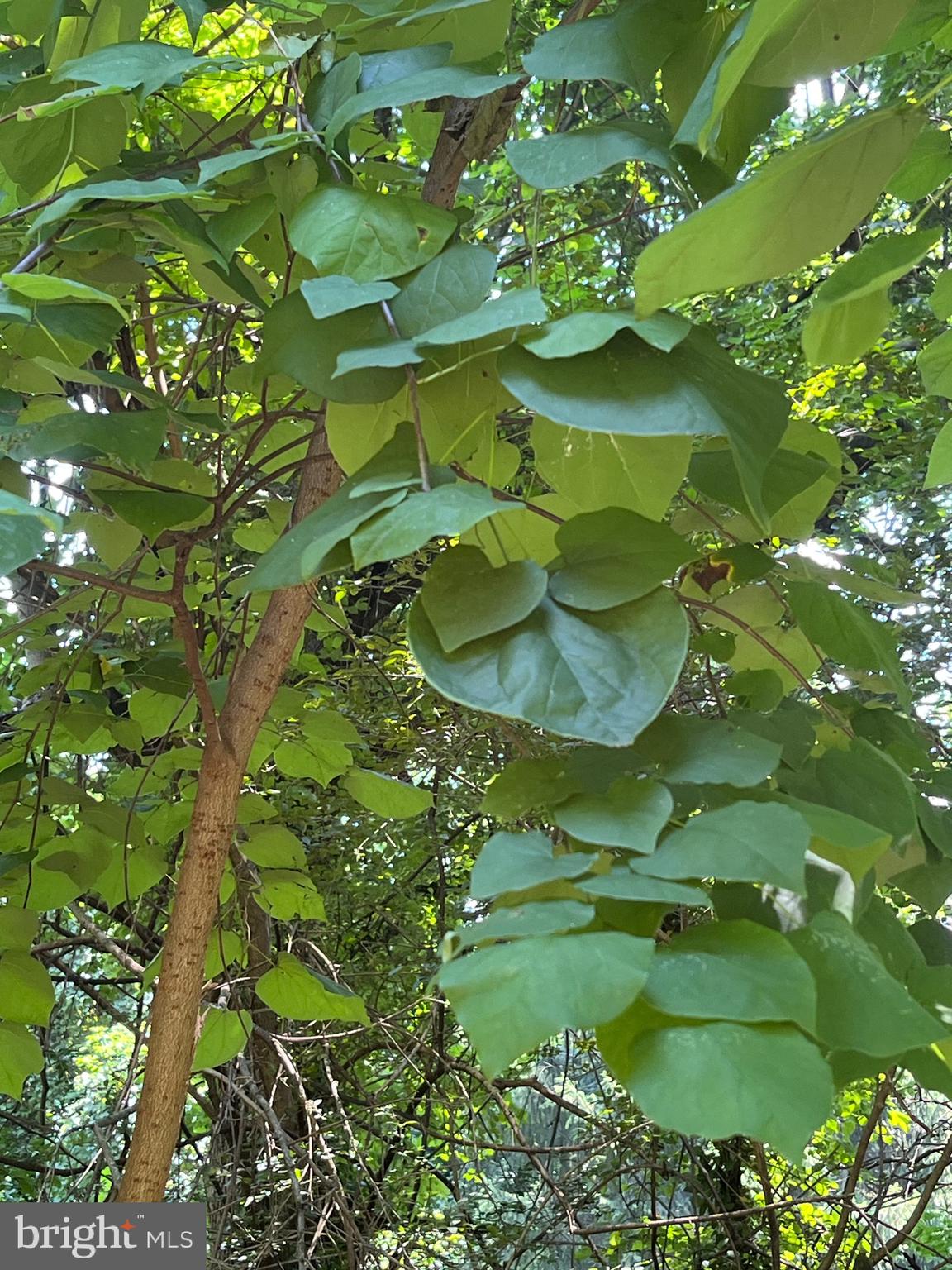 6211 Ridgeview Avenue Baltimore, MD 21206 - Photo 79 of 88