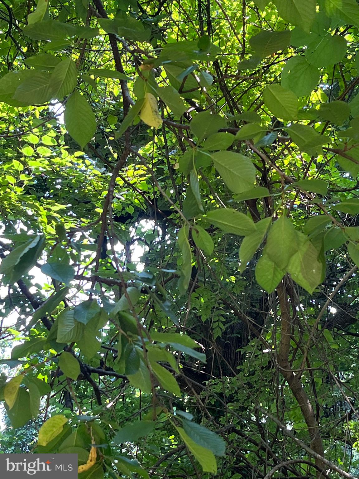 6211 Ridgeview Avenue Baltimore, MD 21206 - Photo 80 of 88