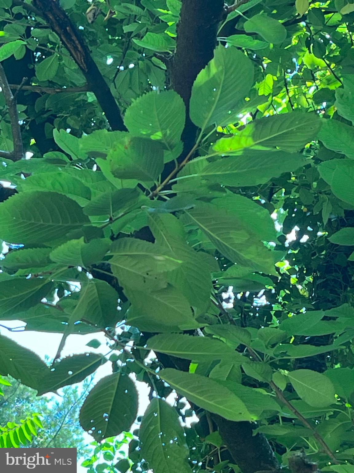 6211 Ridgeview Avenue Baltimore, MD 21206 - Photo 81 of 88