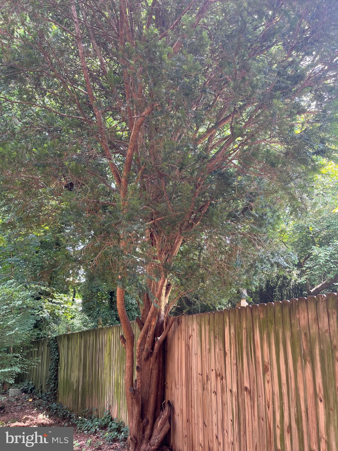 6211 Ridgeview Avenue Baltimore, MD 21206 - Photo 84 of 88 MATURE PRIVACY