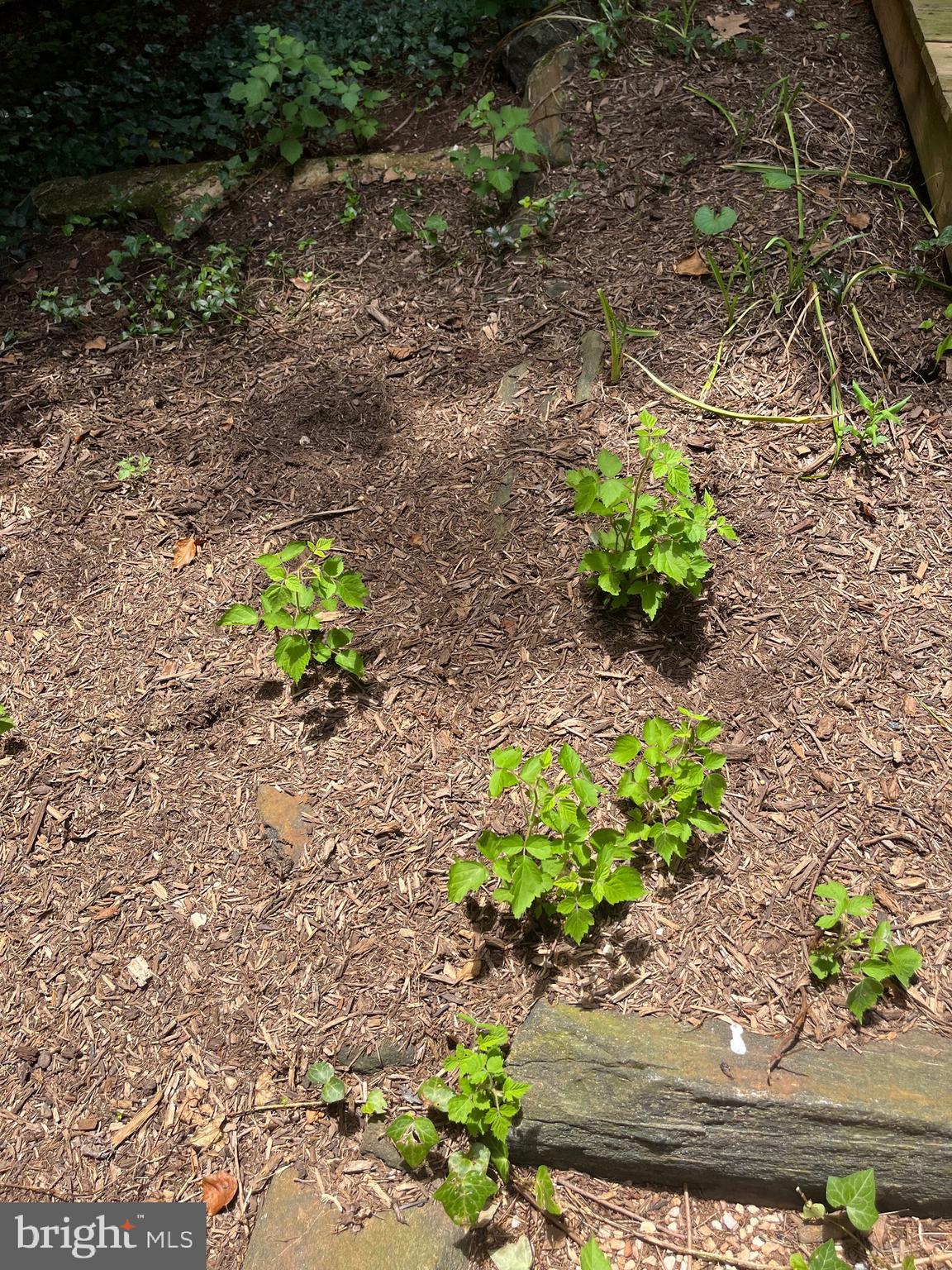 6211 Ridgeview Avenue Baltimore, MD 21206 - Photo 85 of 88 BLACKBERRY PATCHES