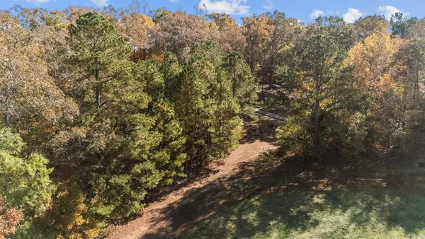 a view of a tree