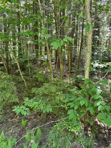 $45,000 | 0 Boardman Loop, West Wardsboro, VT 05360