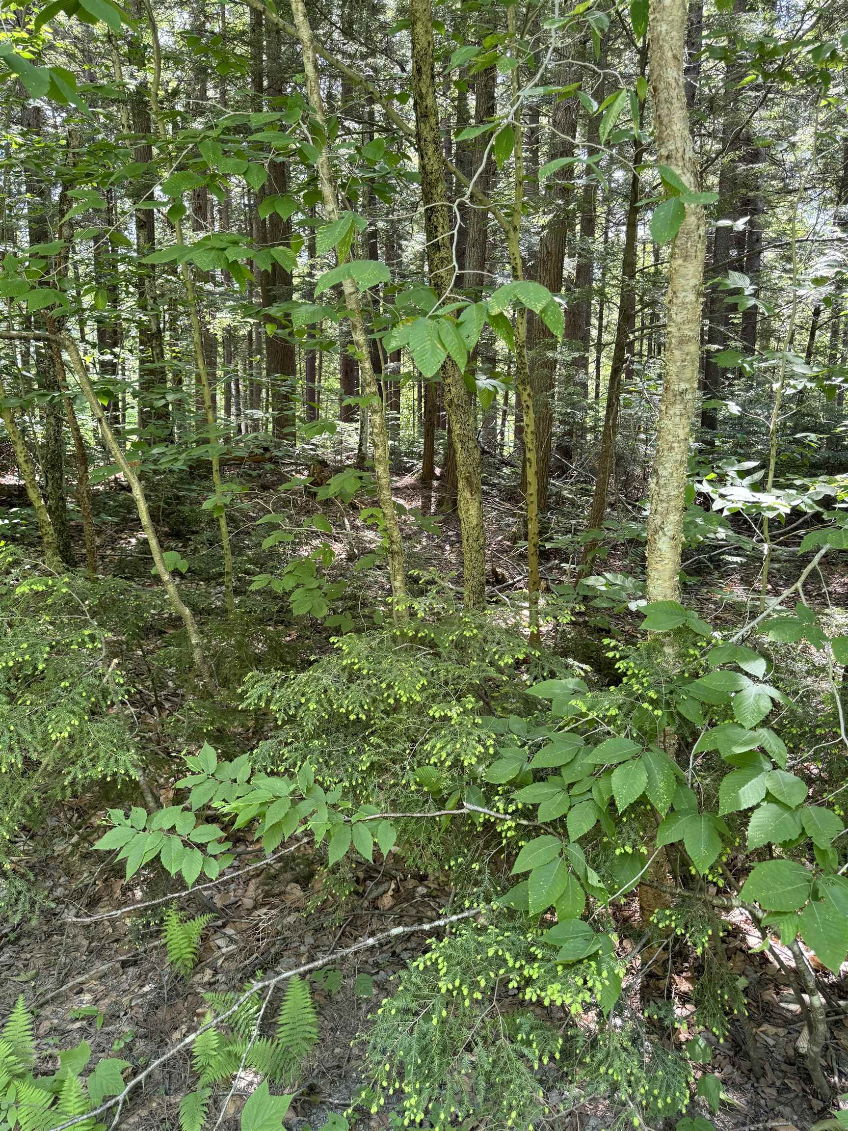 0 Boardman Loop West Wardsboro, VT 05360 - Photo 2 of 6