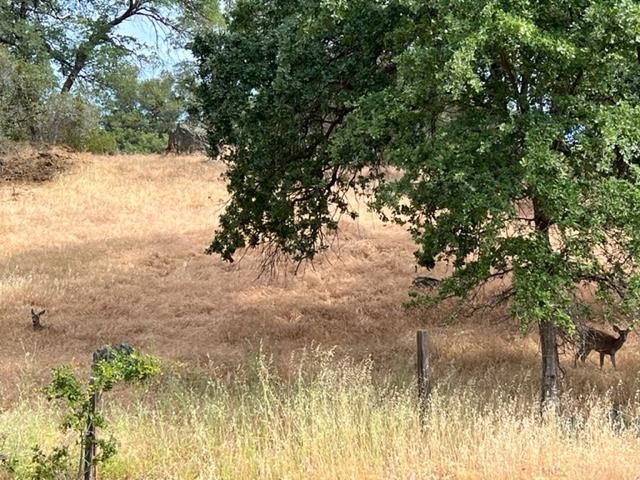 365 Smith Flat Road Angels Camp, CA 95222 - Photo 9 of 10 Gallery Image 9
