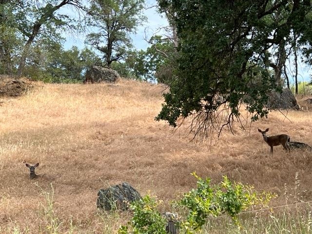 365 Smith Flat Road Angels Camp, CA 95222 - Photo 10 of 10 Gallery Image 10