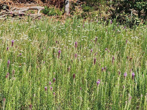 0 Stone Ridge Road Plato, MO 65552 - Photo 4 of 18 pasture