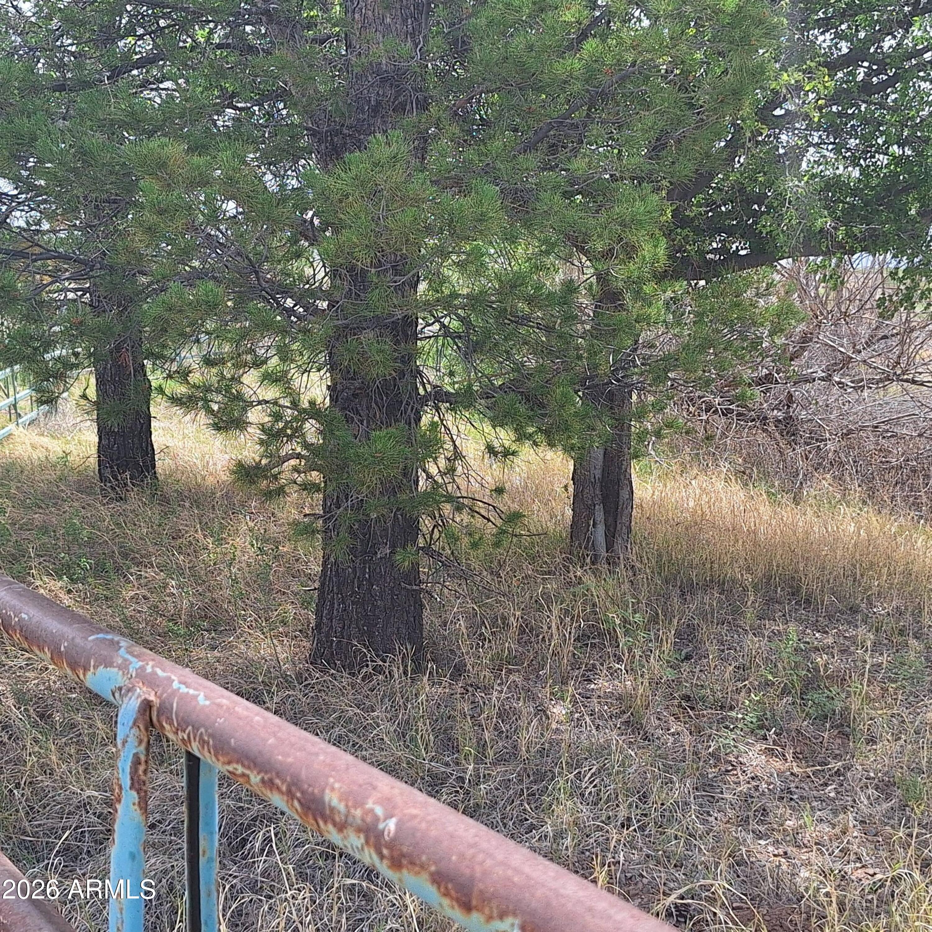 3470 West Double Adobe Road McNeal, AZ 85617 - Photo 3 of 23 a view of a forest filled with trees