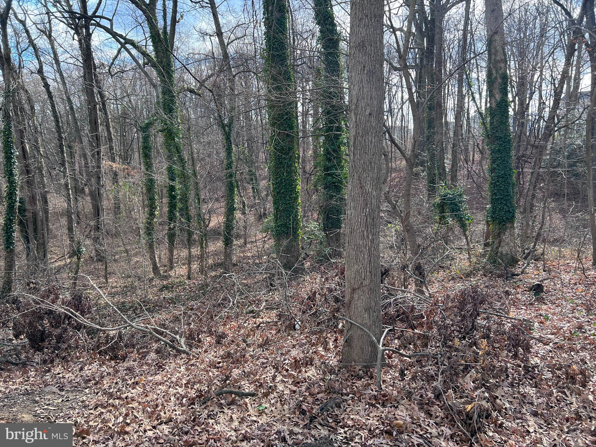 1 Punte Lane Essex, MD 21221 - Photo 31 of 37 a view of a forest with lots of trees