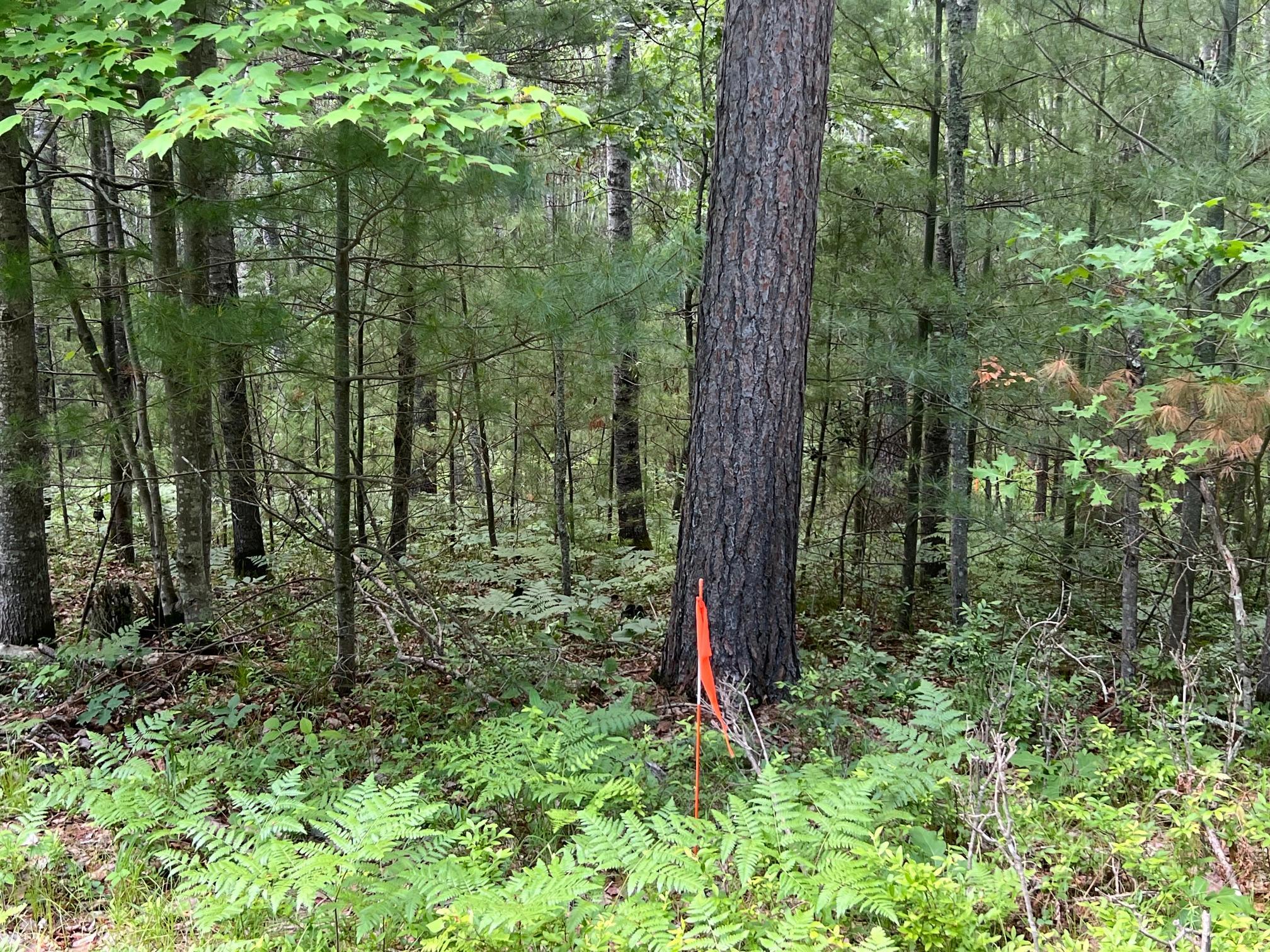 Lot 15 Loon Lake Road Danbury, WI 54830 - Photo 15 of 20