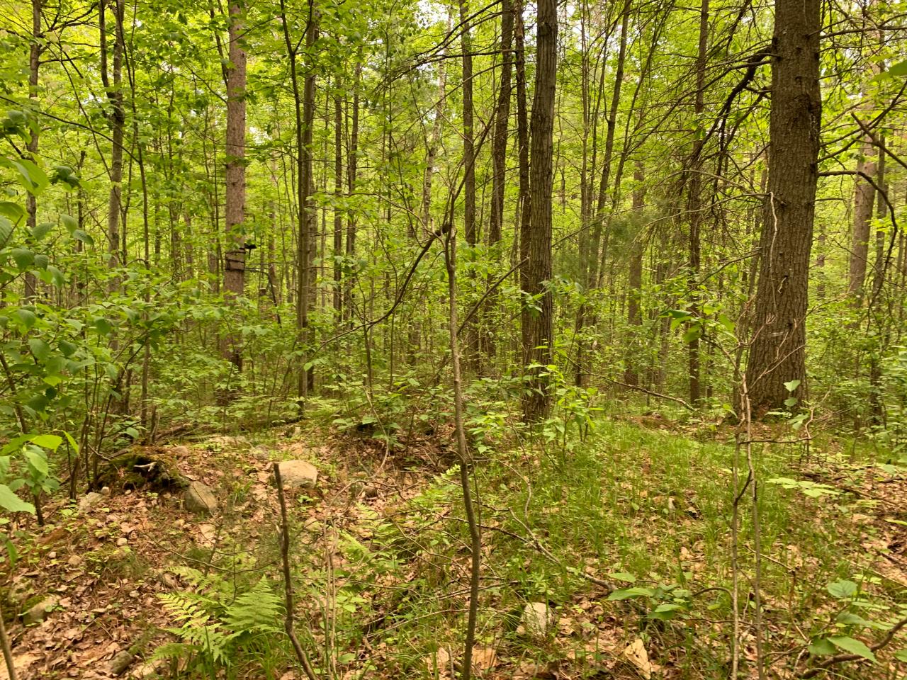 Lot 5 Somo Ridge Road Tomahawk, WI 54487 - Photo 6 of 10 Gallery Image 6