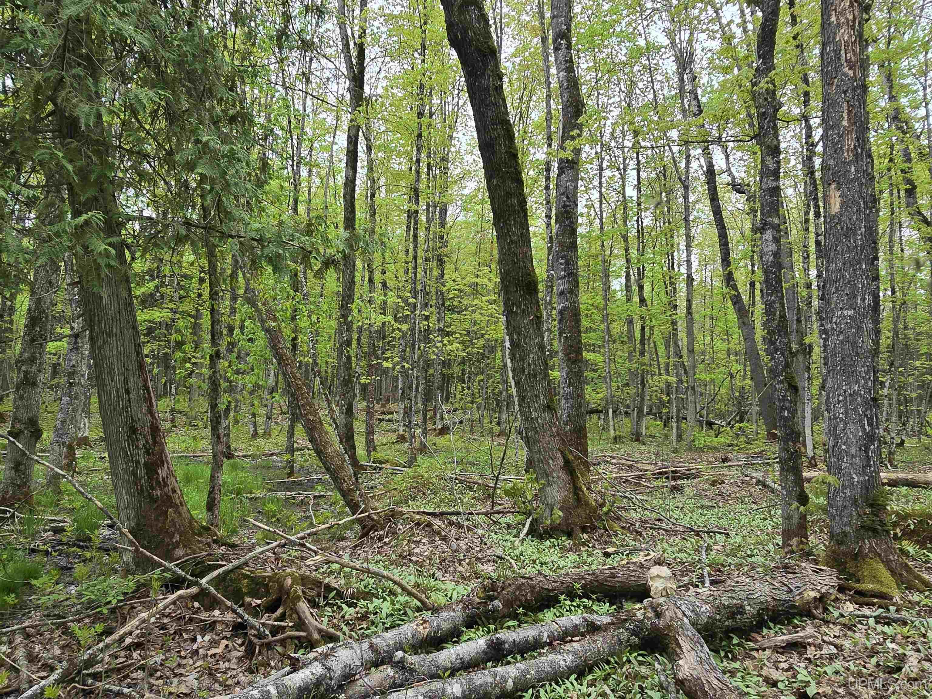 Lot 37 Yellow Road Pelkie, MI 49958 - Photo 10 of 34