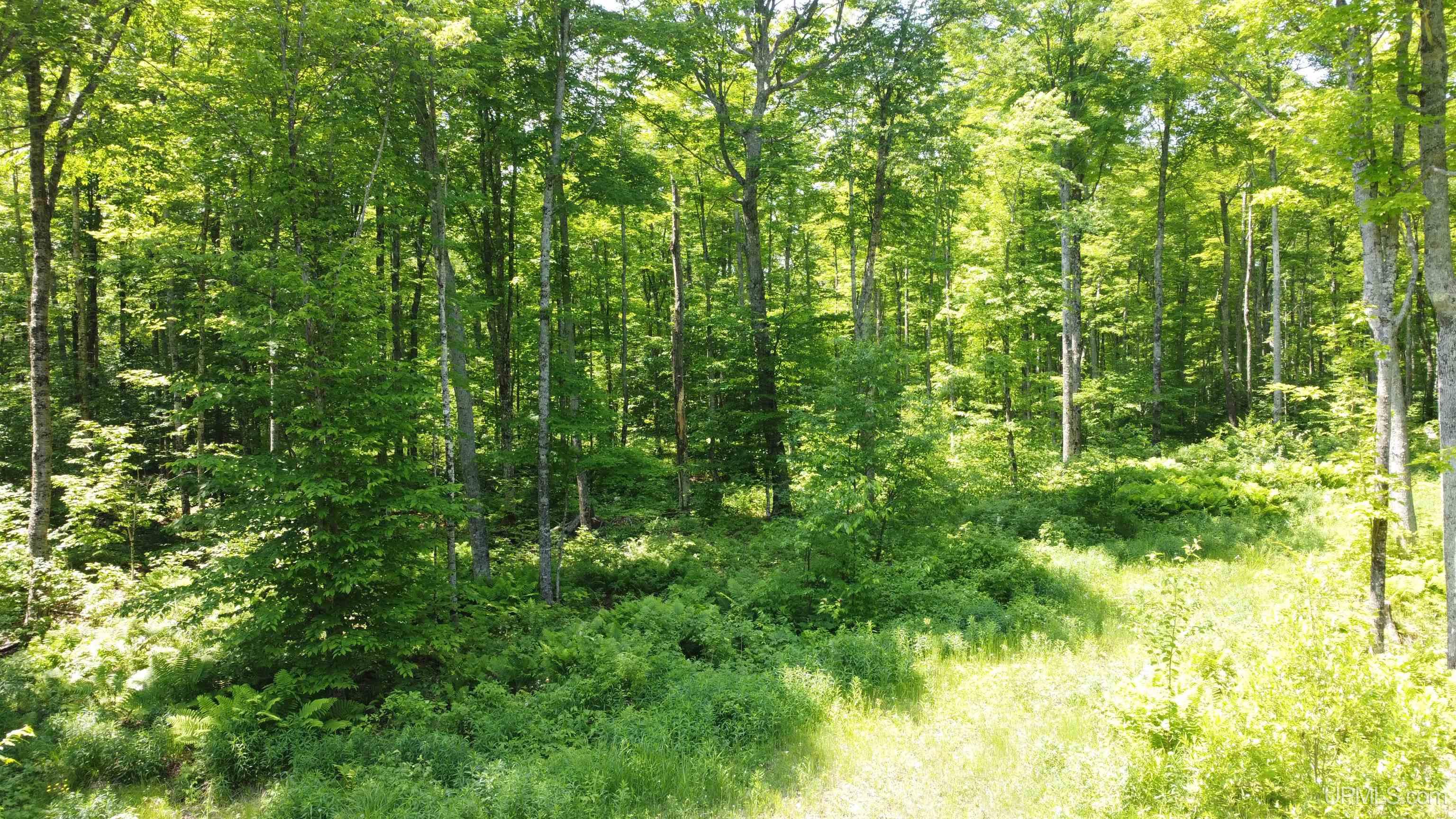 On East Shingleton Road Shingleton, MI 49884 - Photo 21 of 32