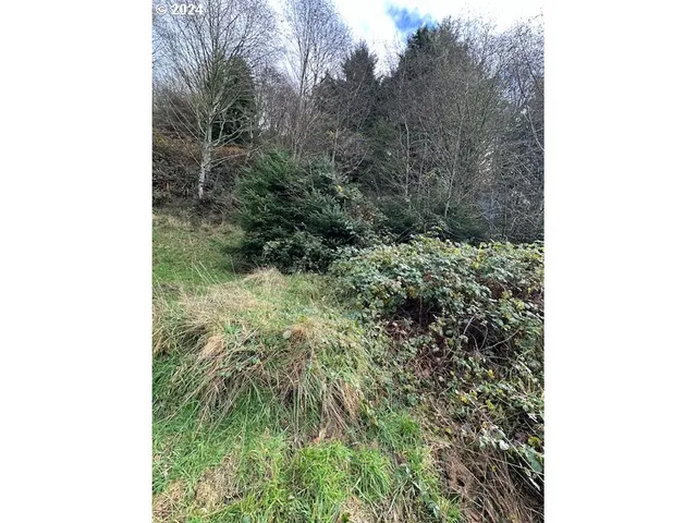 a view of a yard with plants and a bench