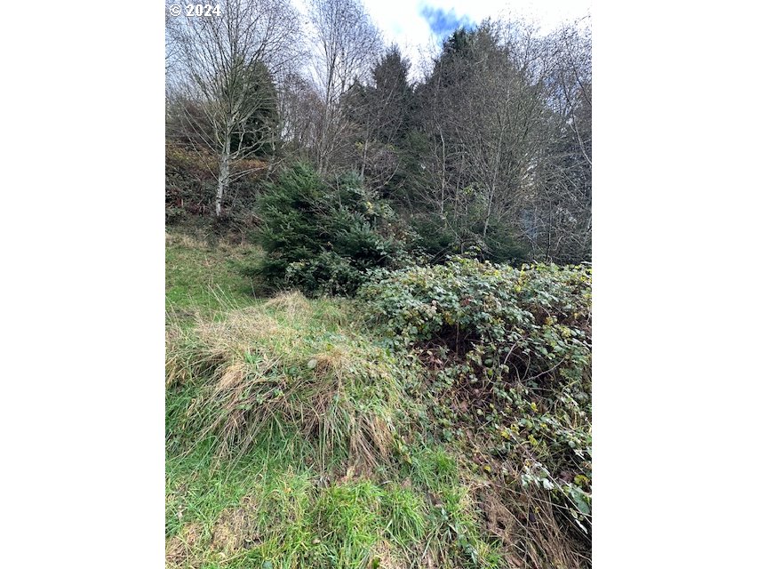 a view of a yard with plants and a bench