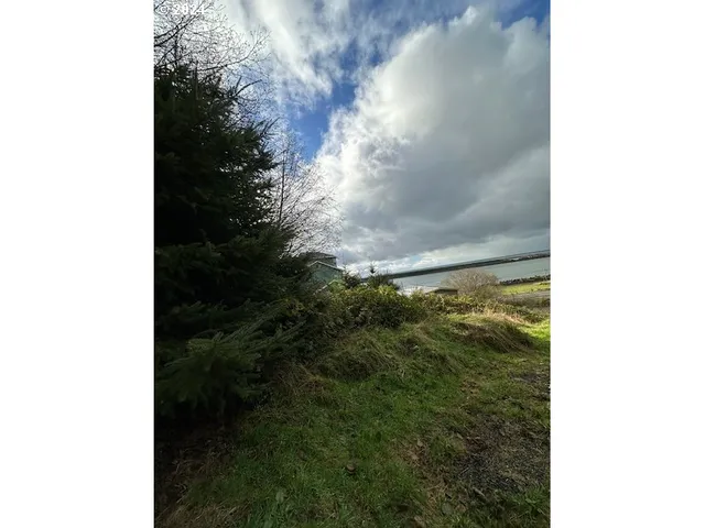 a view of a yard with plants and trees