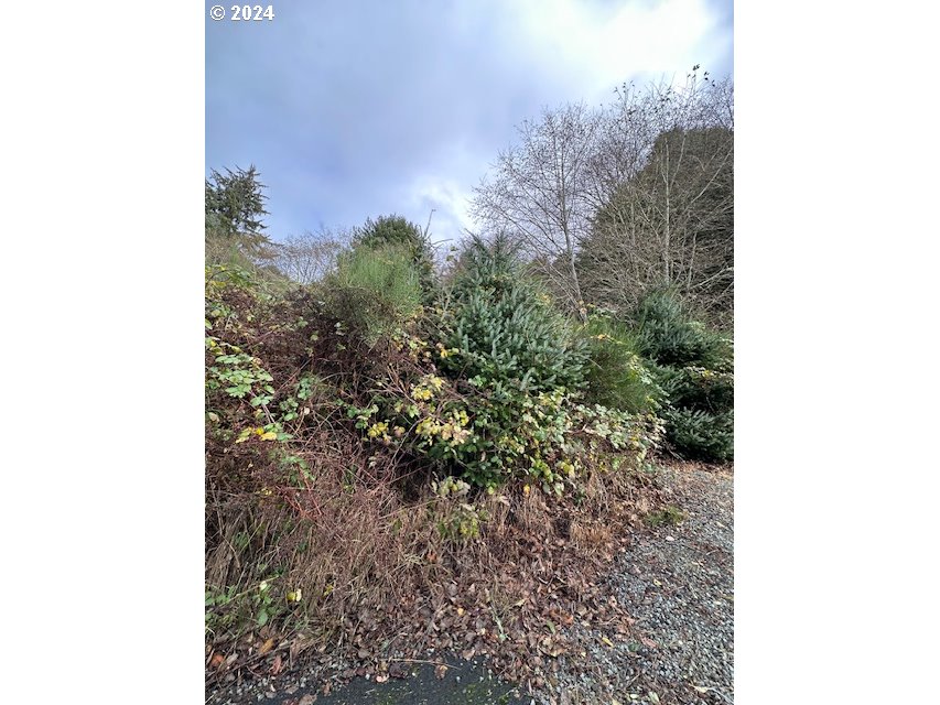 Grant Street Rockaway Beach, OR 97136 - Photo 6 of 10 a view of a yard with plants and trees