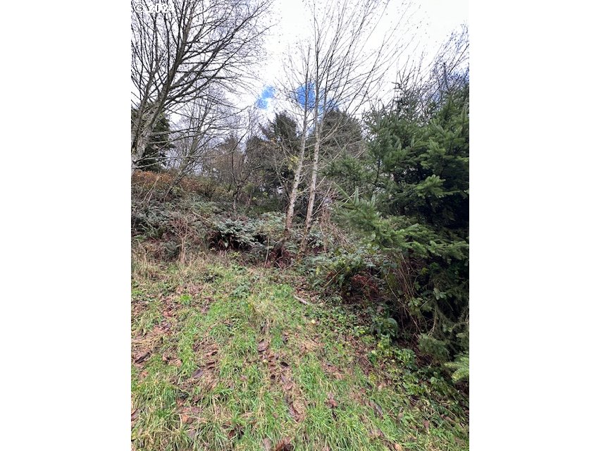 Grant Street Rockaway Beach, OR 97136 - Photo 8 of 10 a view of a yard with tall trees