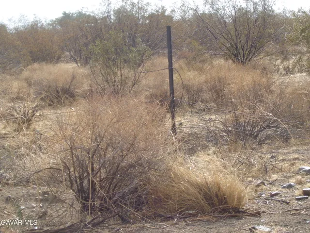 a view of a dry yard