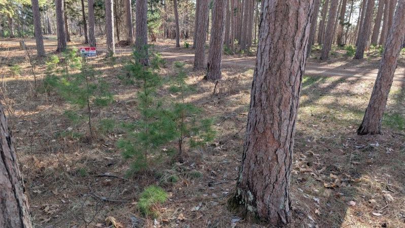 3823 County Road 17 Southwest Pequot Lakes, MN 56472 - Photo 11 of 13