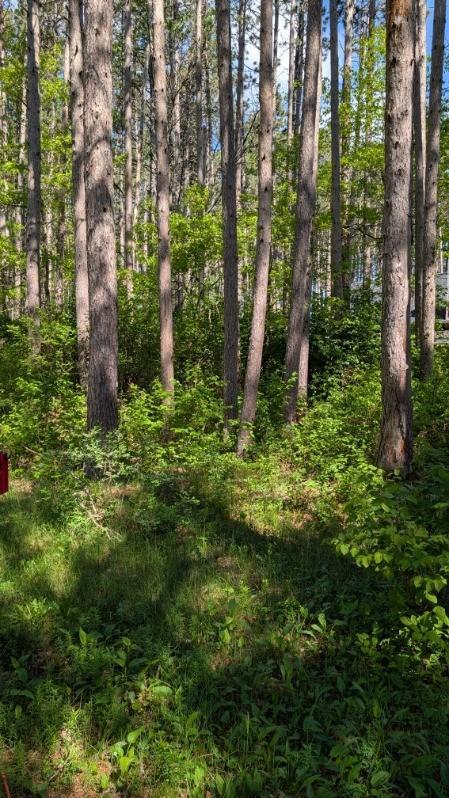 3823 County Road 17 Southwest Pequot Lakes, MN 56472 - Photo 9 of 13