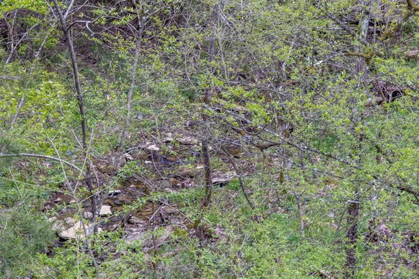a view of a plants with trees in front of the house