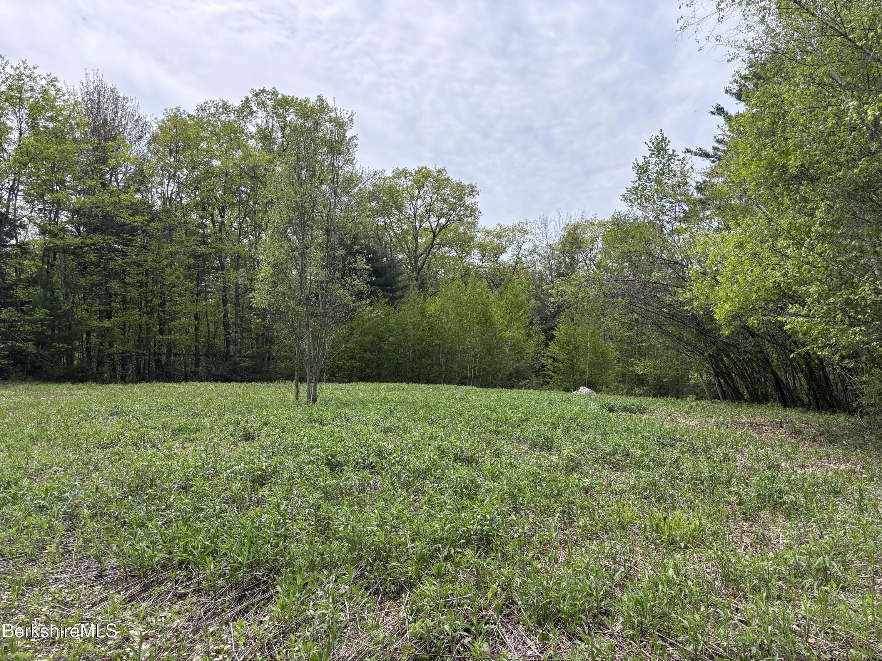 9 South Sandisfield Road Sandisfield, MA 01255 - Photo 6 of 10 a view of a big yard with a tree