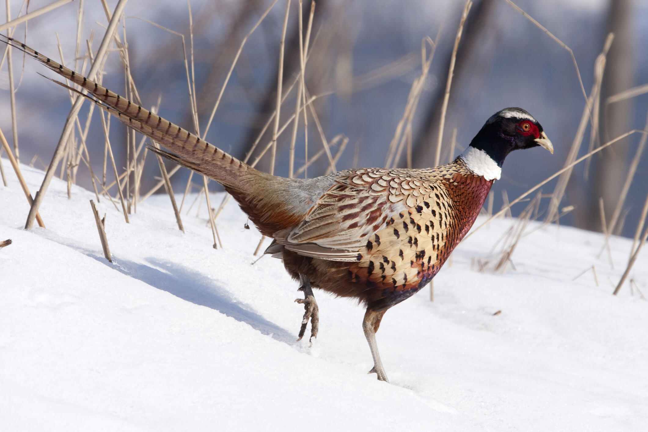 53232 Upper Rhea Creek Road Heppner, OR 97836 - Photo 34 of 40 rooster pheasant oregon thorn creek ranc