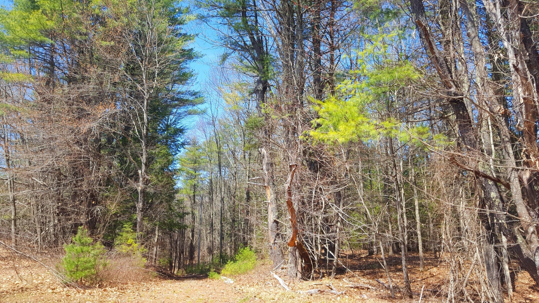 594 River Road Windham, ME 04062 - Photo 41 of 43 Driveway through the giant pines