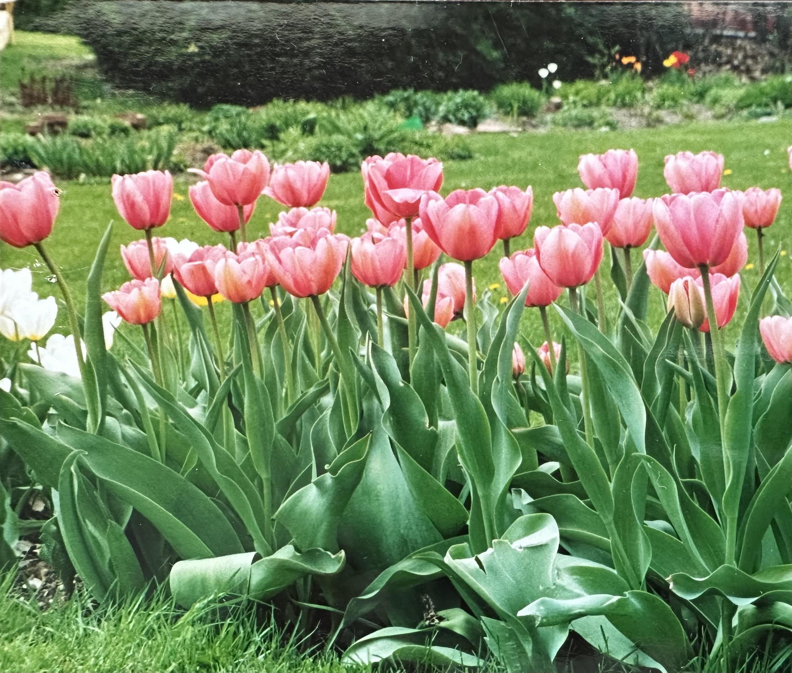 8 Berkley Terrace St. Albans, VT 05478 - Photo 50 of 56