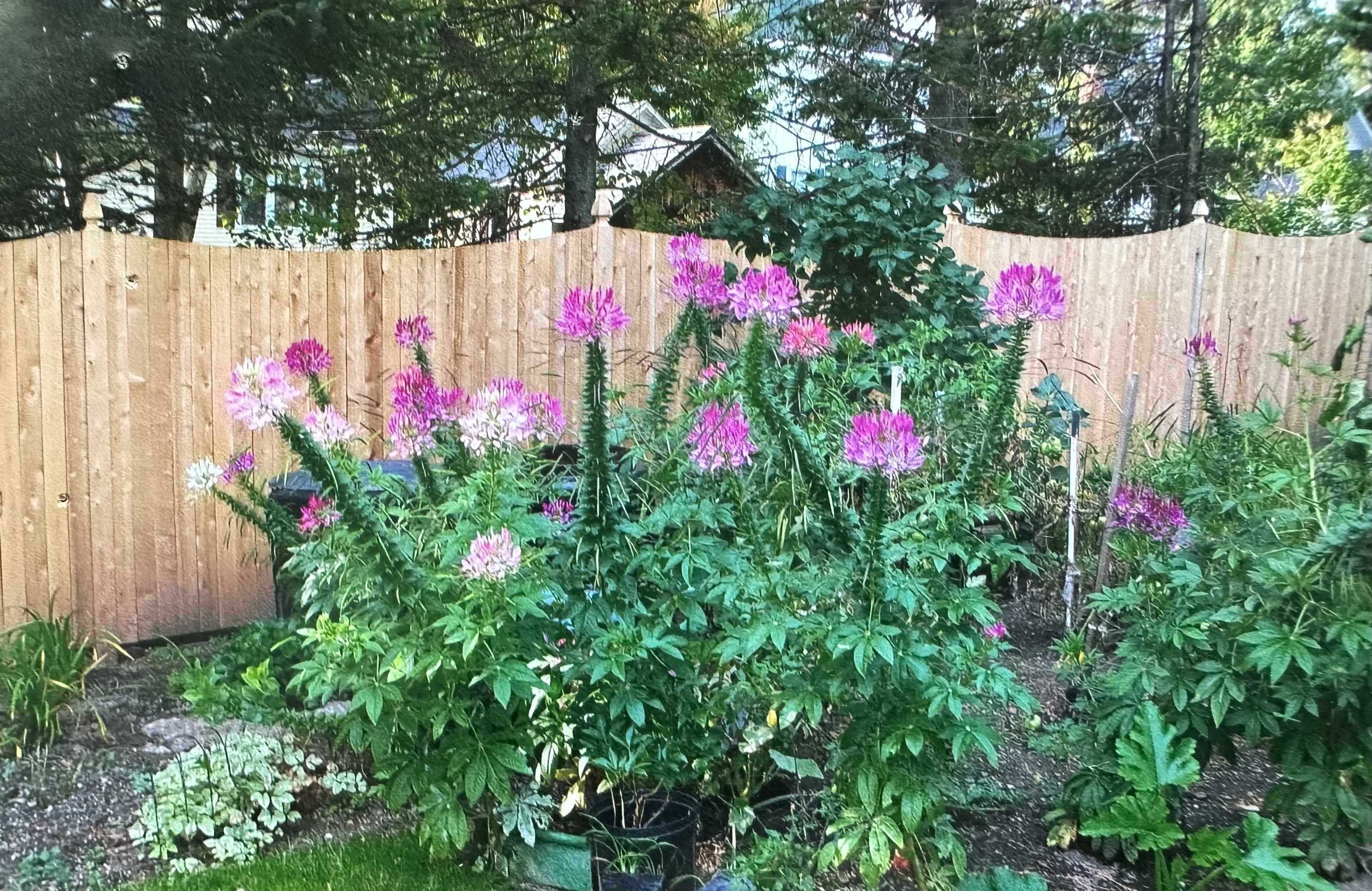 8 Berkley Terrace St. Albans, VT 05478 - Photo 54 of 56