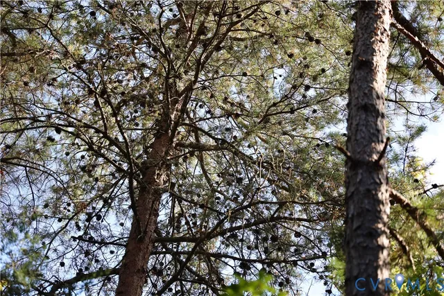 a view of a lush green field