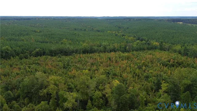 a view of a lush green forest