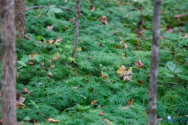 a view of outdoor space and green space