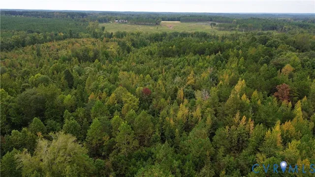 a view of a lush green forest with lawn chairs and plants