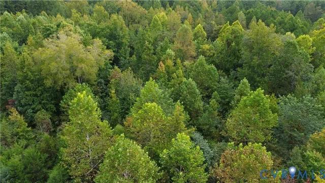 a view of a lush green forest with lawn chairs and plants