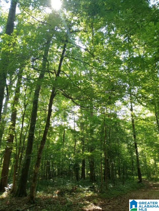 5100 Washington Valley Road, Unit PARCEL #1 Springville, AL 35146 - Photo 6 of 20