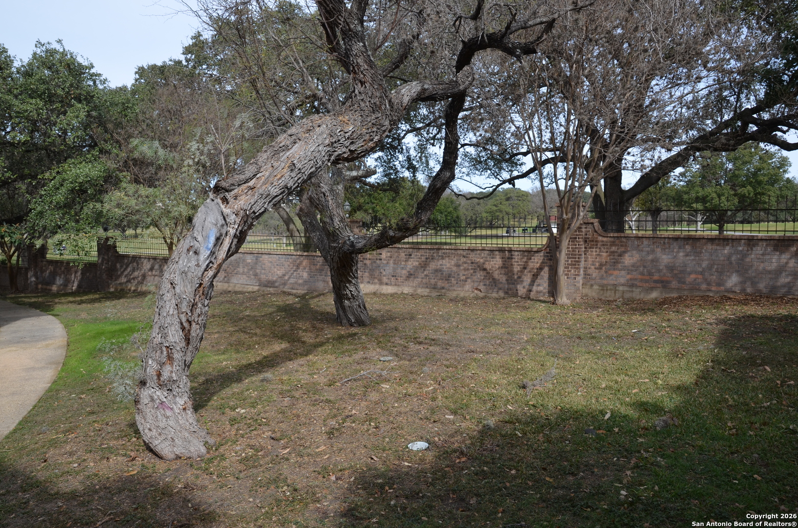 1819 Babcock Road, Unit 705G San Antonio, TX 78229 - Photo 7 of 22 a view of a yard with a tree