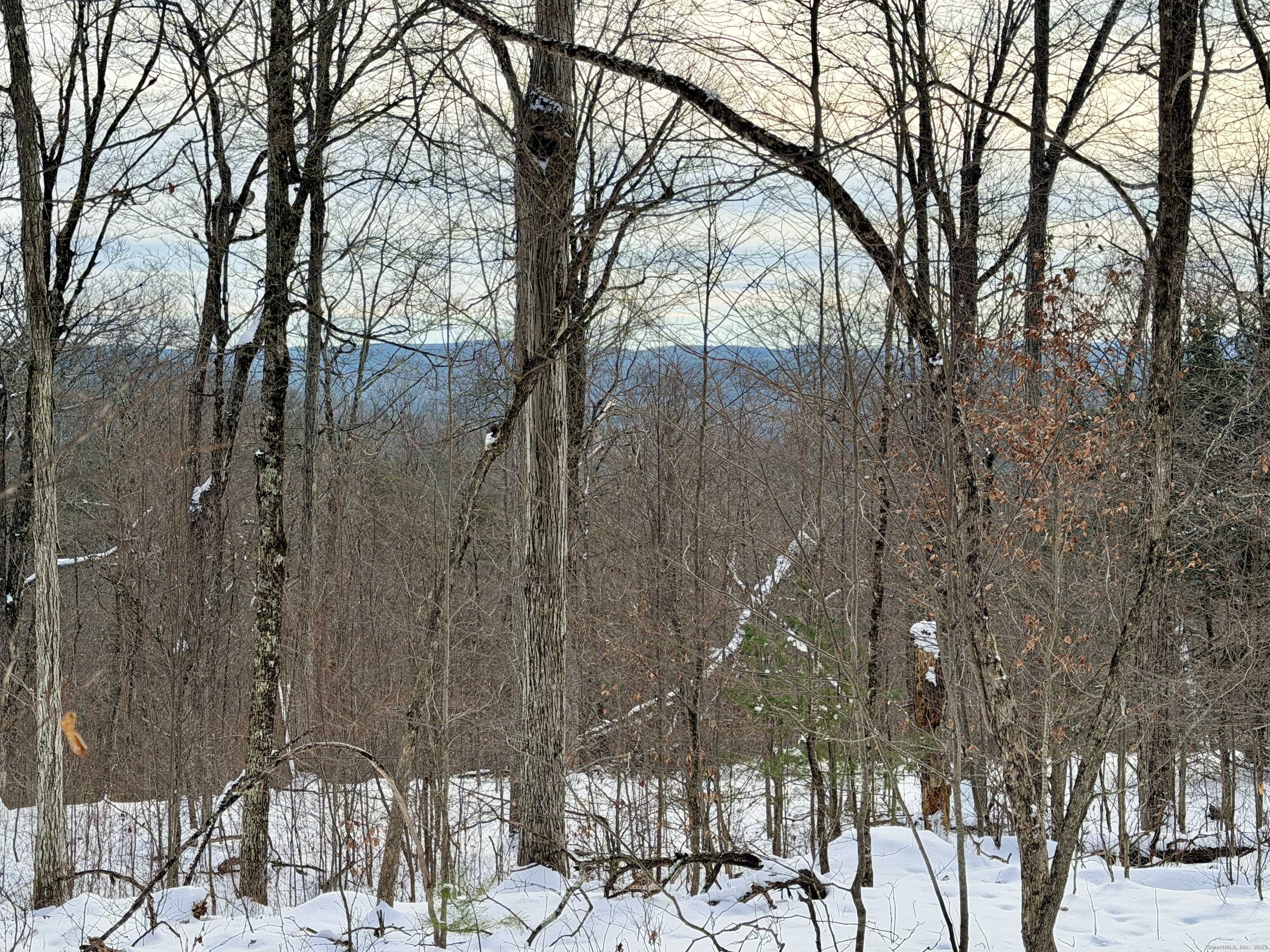 Prock Hill Road Colebrook, CT 06021 - Photo 22 of 23 a view of a forest filled with trees