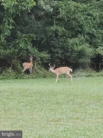 $749,900 | 15184 Jarrell Road, Goldsboro, MD 21636