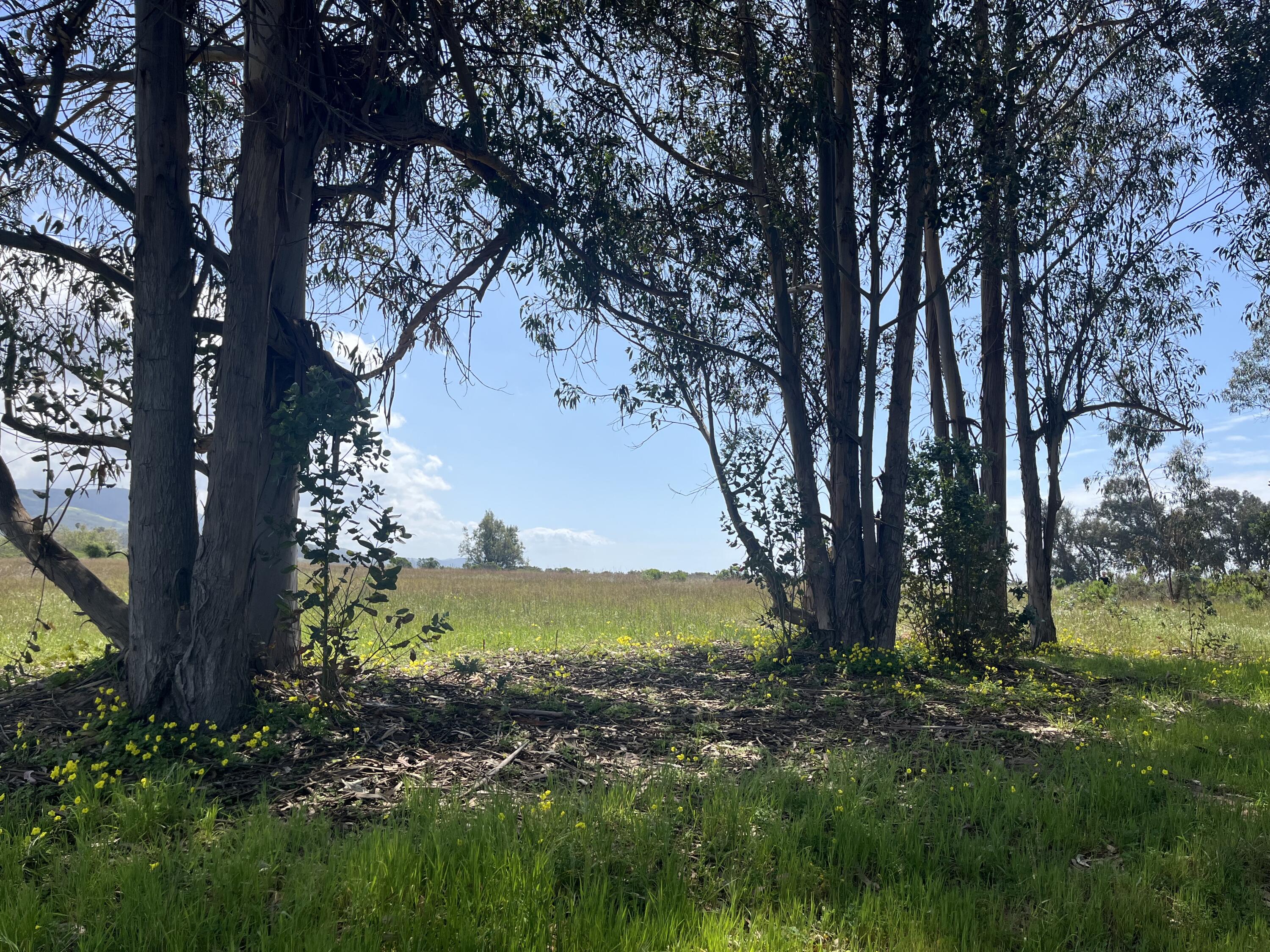 5930 Via Real, Unit 3 Carpinteria, CA 93013 - Photo 23 of 25 a view of a yard with a tree