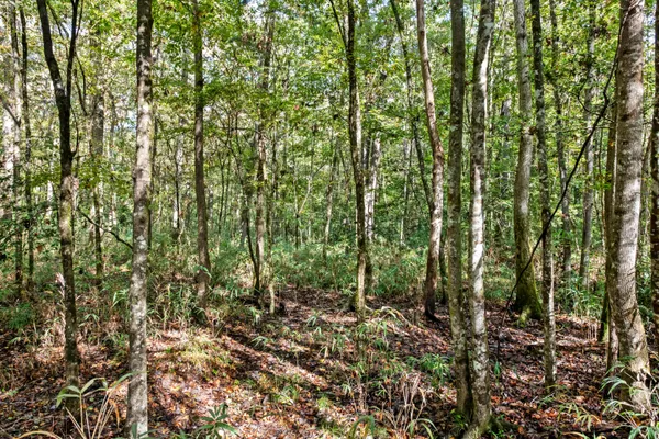 $2,945,000 | 527-acres Spring Grove Road, Adams Run, SC 29426