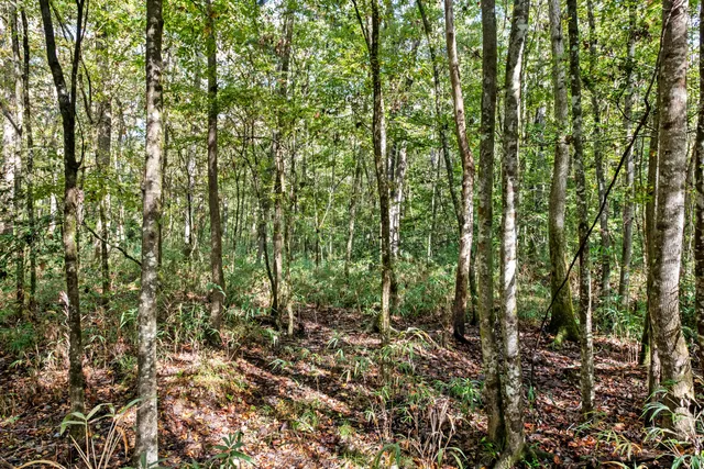 $2,945,000 | 527-acres Spring Grove Road, Adams Run, SC 29426