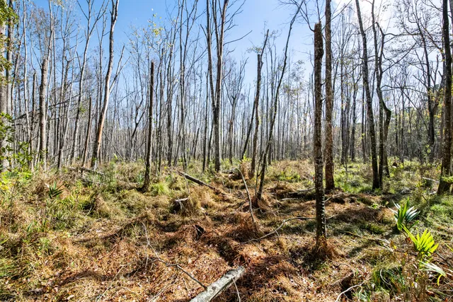 $2,945,000 | 527-acres Spring Grove Road, Adams Run, SC 29426