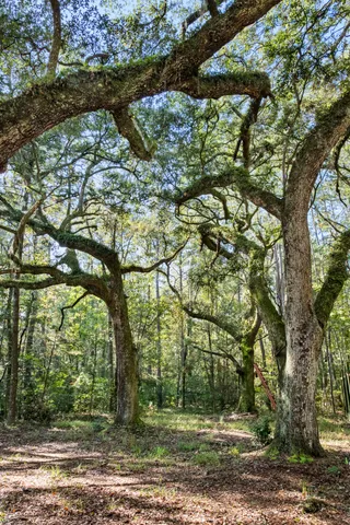 $2,945,000 | 527-acres Spring Grove Road, Adams Run, SC 29426