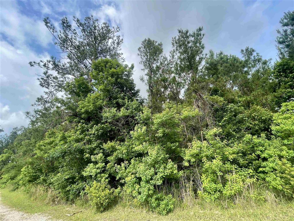 0 Ernie Cole Road Ragley, LA 70657 - Photo 12 of 12