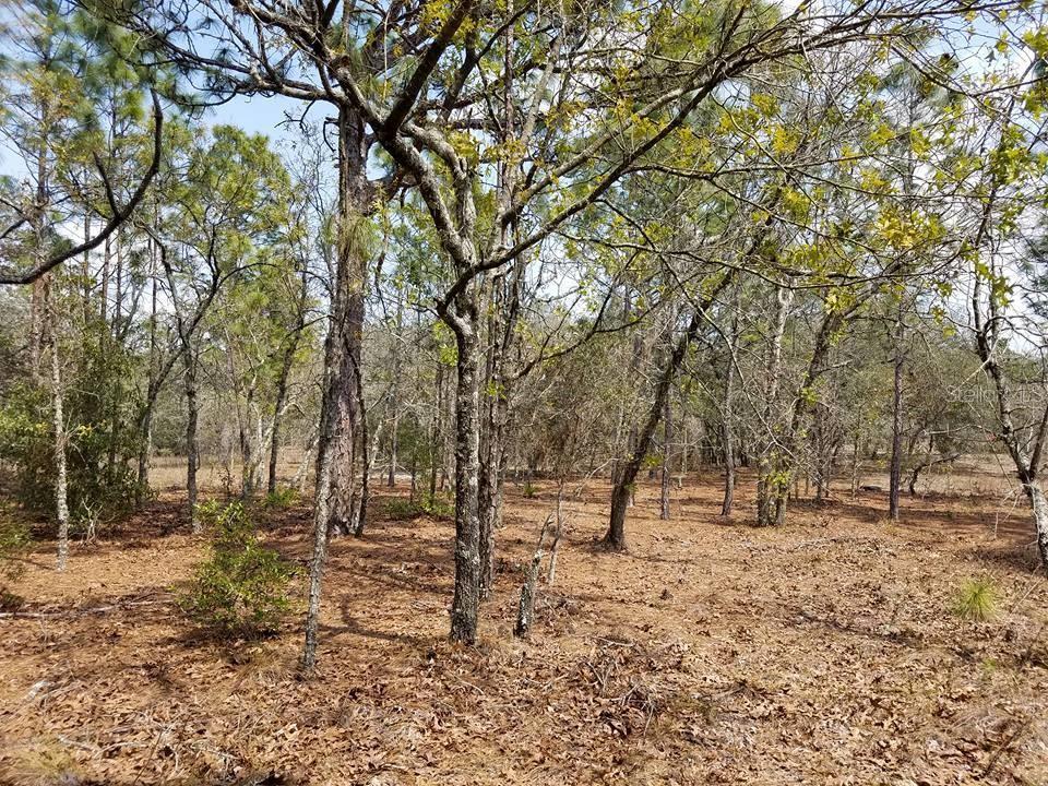 Dalberg Dr Spring Hill Spring Hill, FL 34610 - Photo 1 of 1