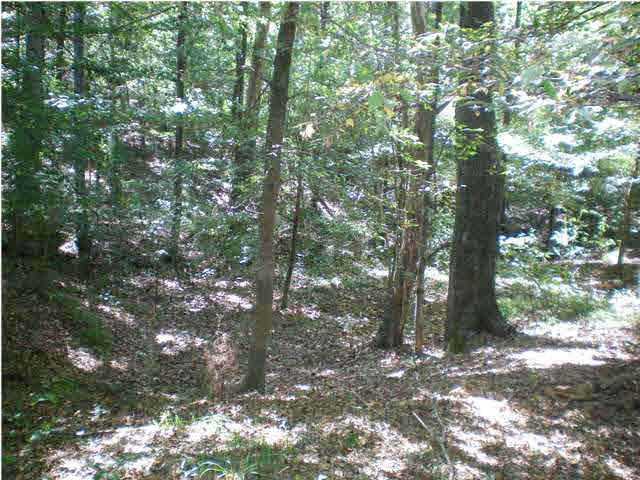 535 Cr 132a Raleigh Ms 39153 Raleigh, MS 39153 - Photo 4 of 6 Photo 4