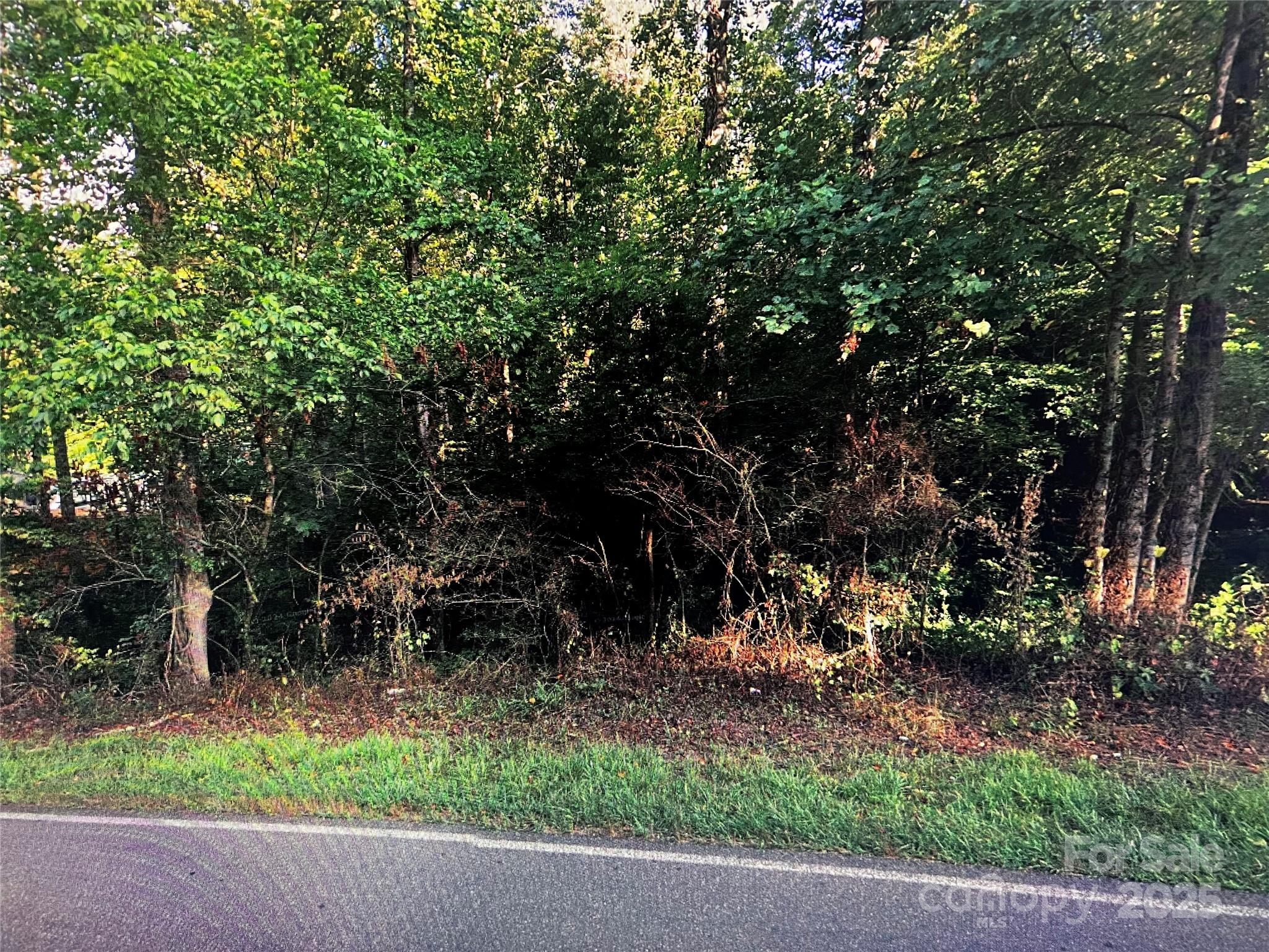 a view of a tree in front of a tree