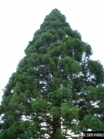 2705 Judith Lane Reno, NV 89503 - Photo 8 of 8 a view of a large tree